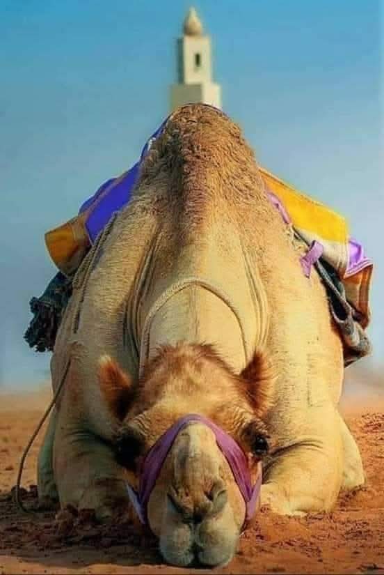 வரலாற்றில் விலை மதிக்க முடியாத ஒரு ஒட்டகம்